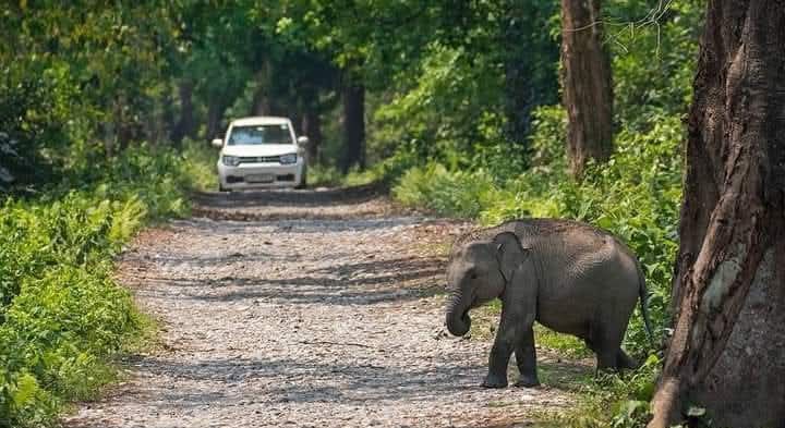Bakduba Forest Safari
