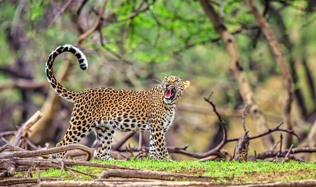 Leopard Sighting