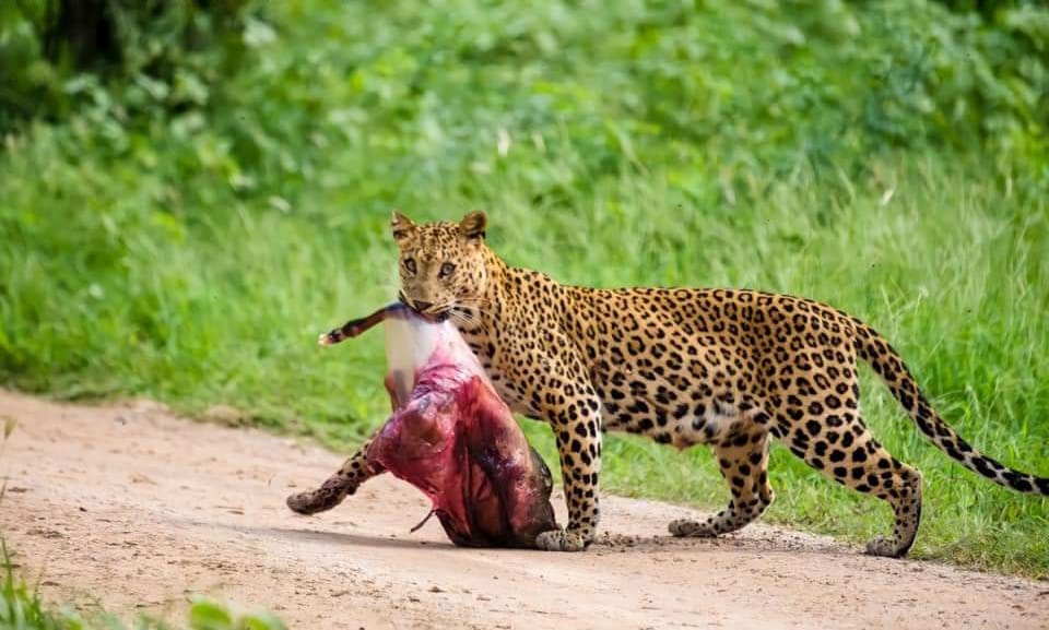 Leopard Sighting