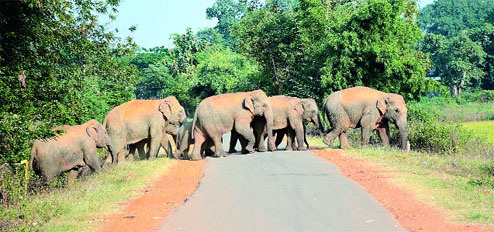 Hatibari Forest Cottages