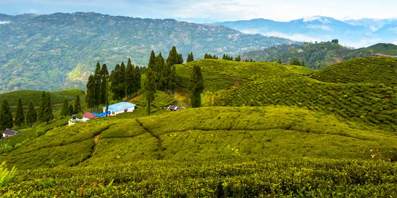 One-horned Rhinoceros