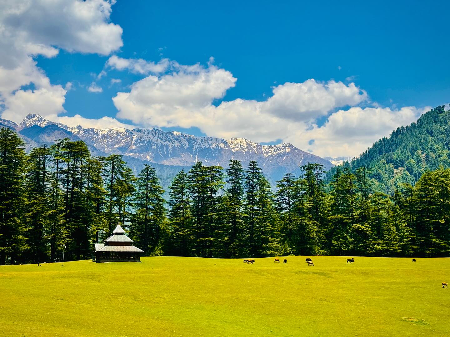 Shangarh Meadows