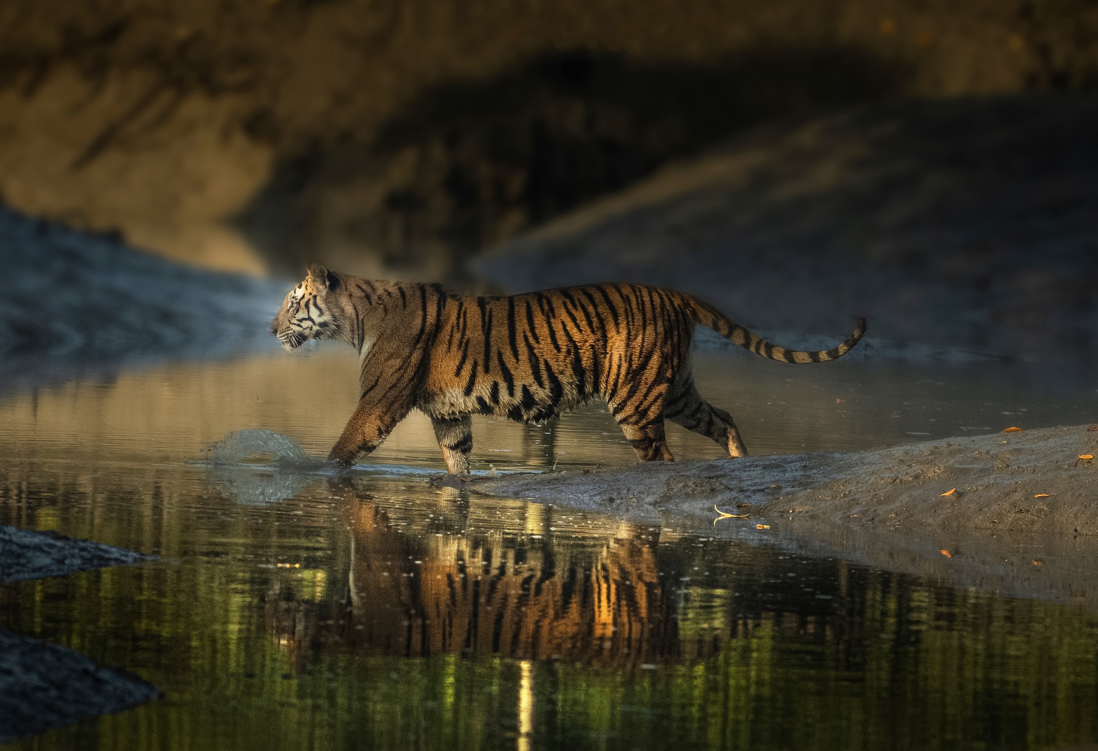 Royal Bengal Tiger in Sundarbans
