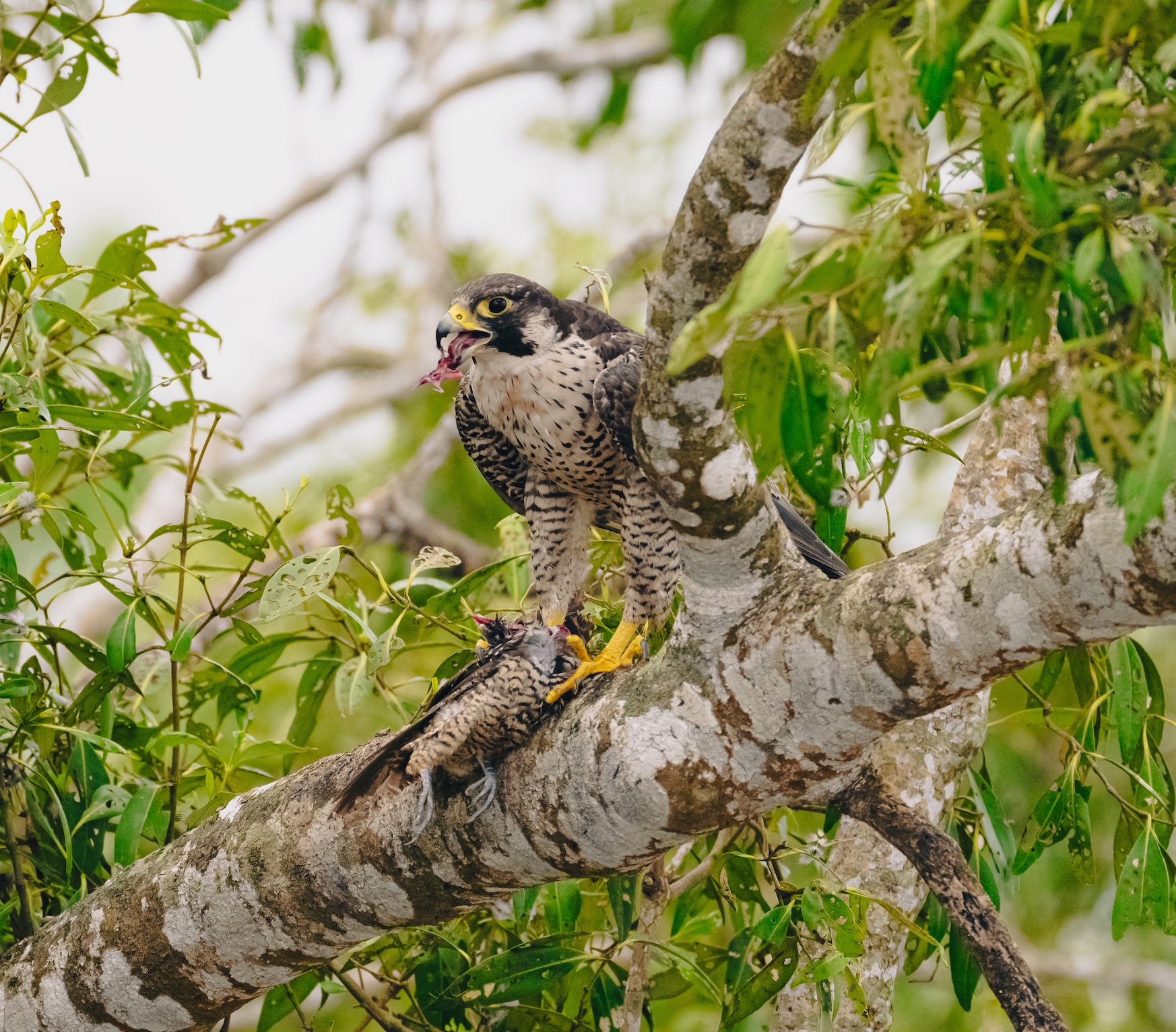 Bird watching in Sundarbans