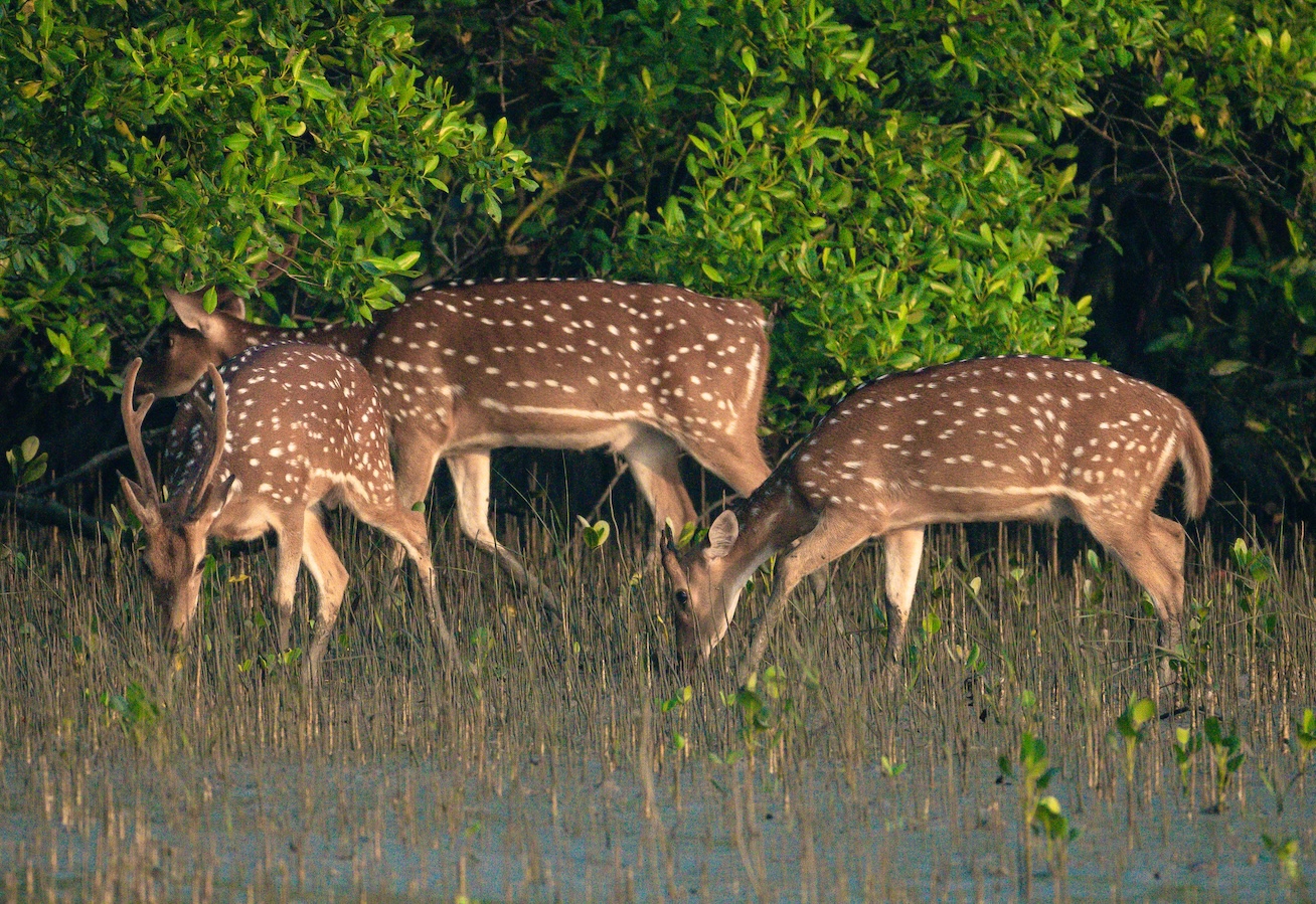 Sundarbans Mangrove Forest