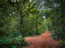 Jungle Mahal Forests