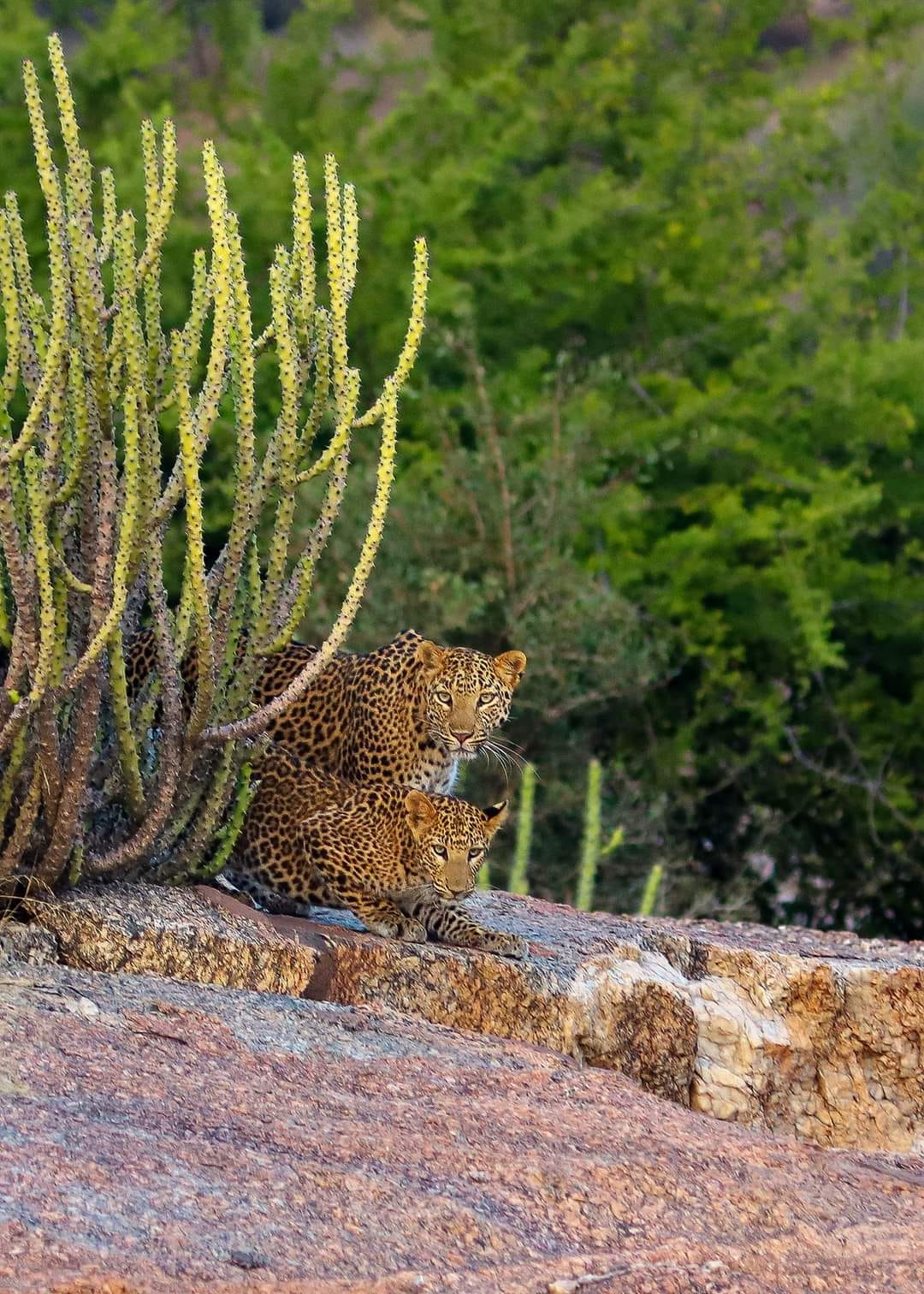 Leopard Sighting