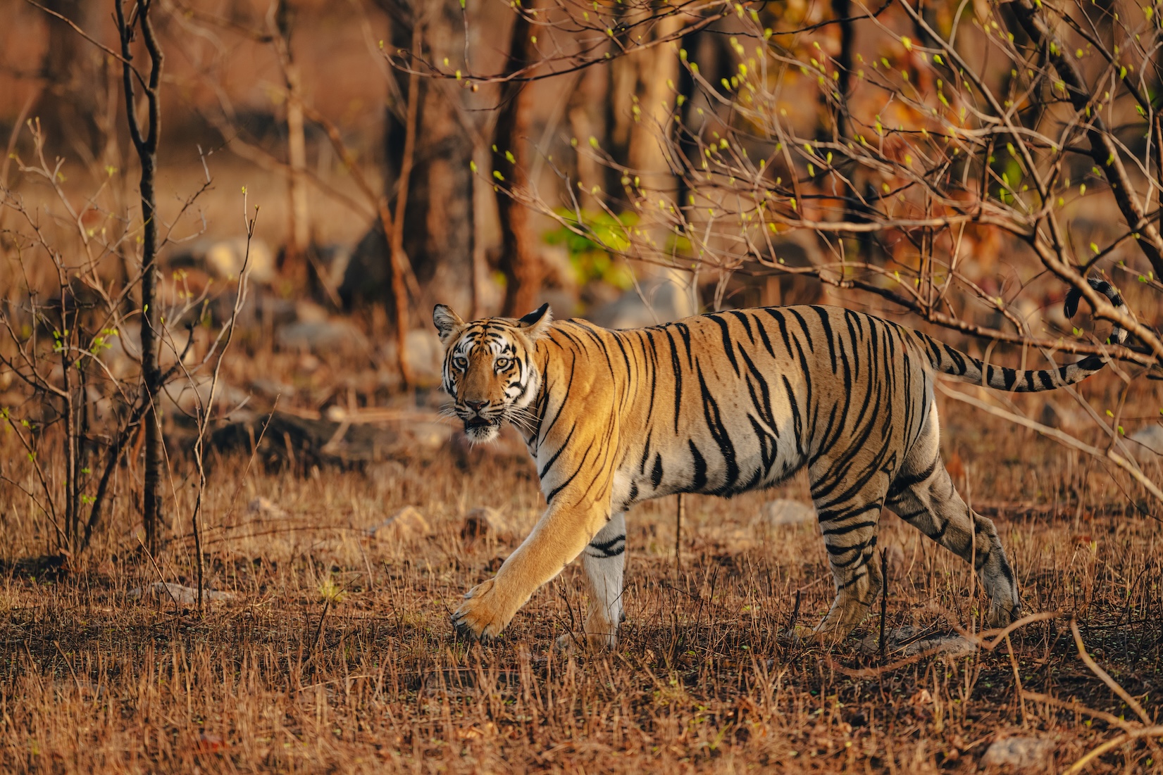 Sanjay Dubri Tiger