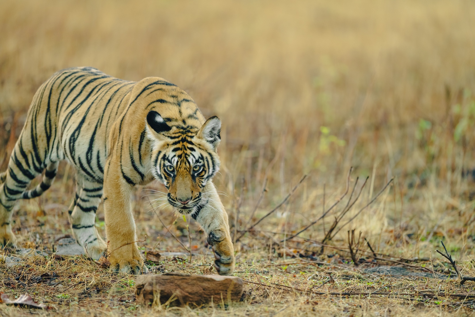 Sanjay Dubri Leopard