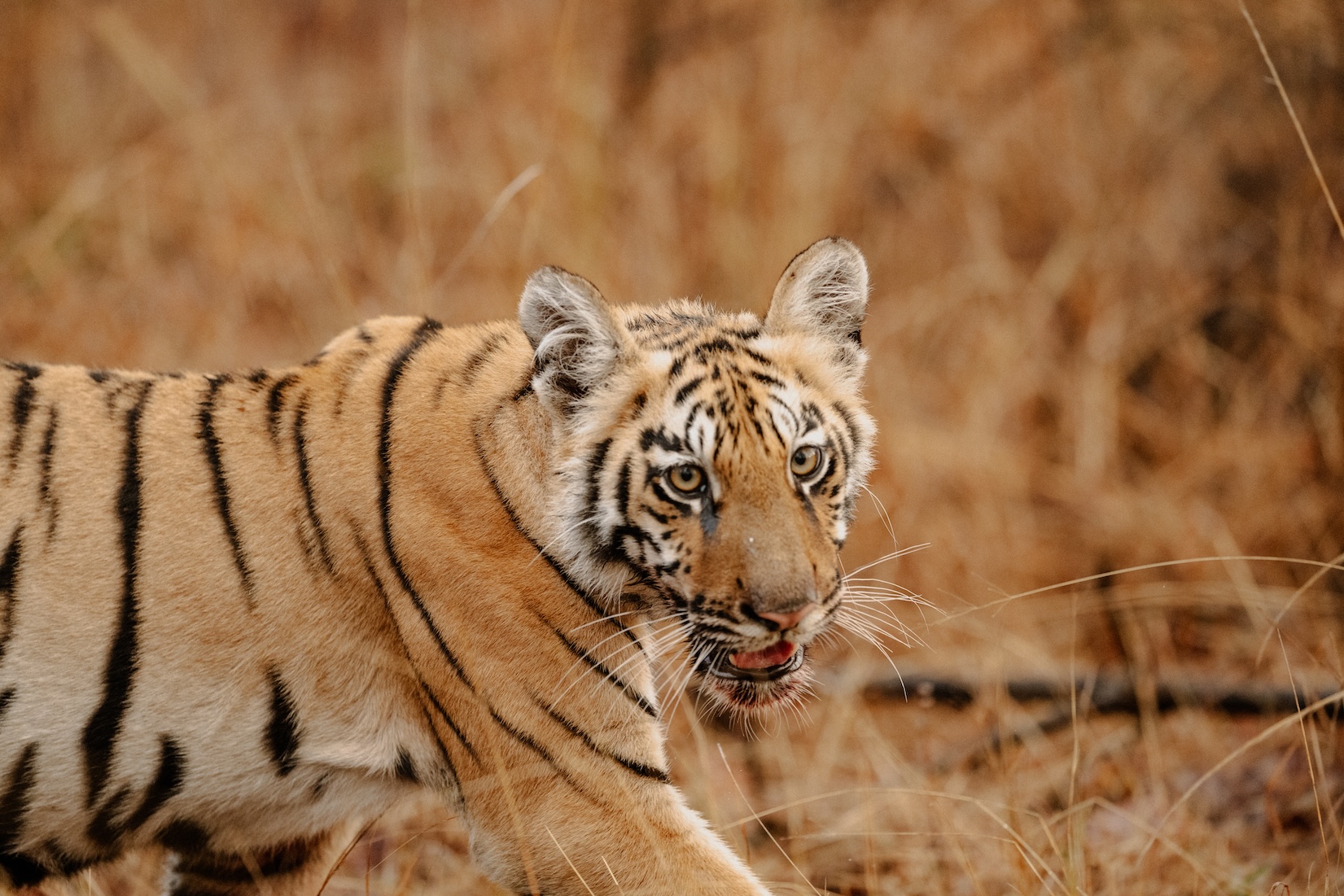 Kanha Tiger Sighting