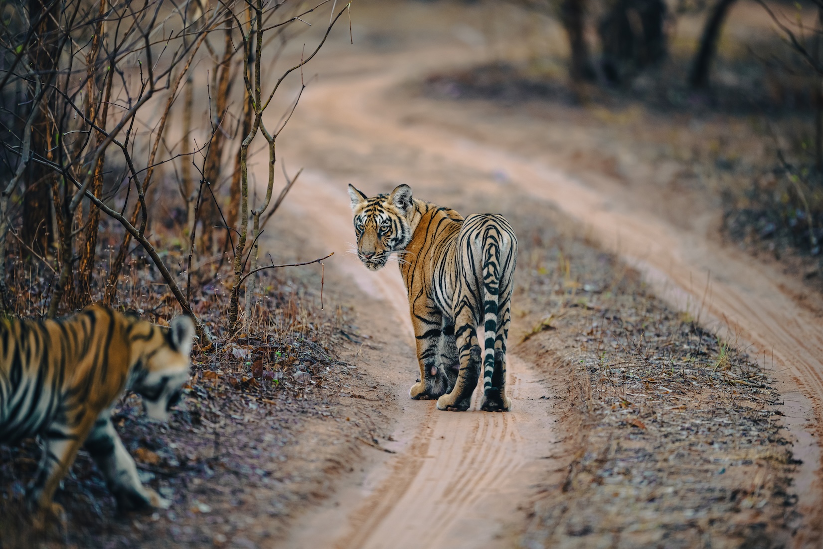 Sanjay Dubri Forest