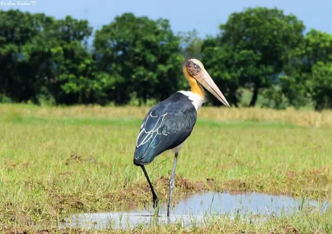 Bird Watching Paradise