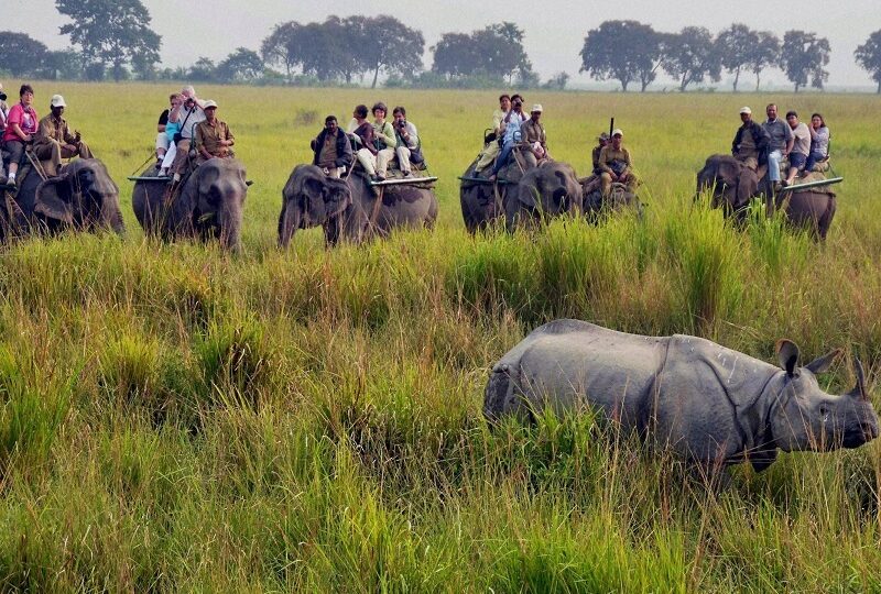 Elephant Safari