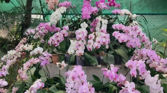 Kaziranga Orchid Park