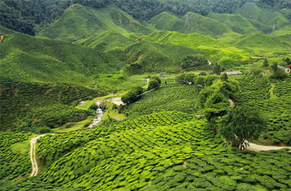 Tea Estate Tours