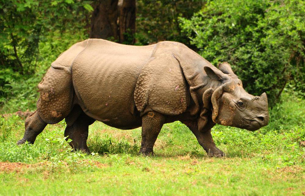 One-horned Rhinoceros