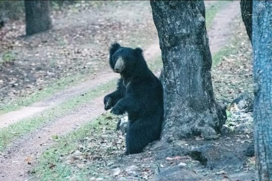 Sanjay Dubri Sloth Bear